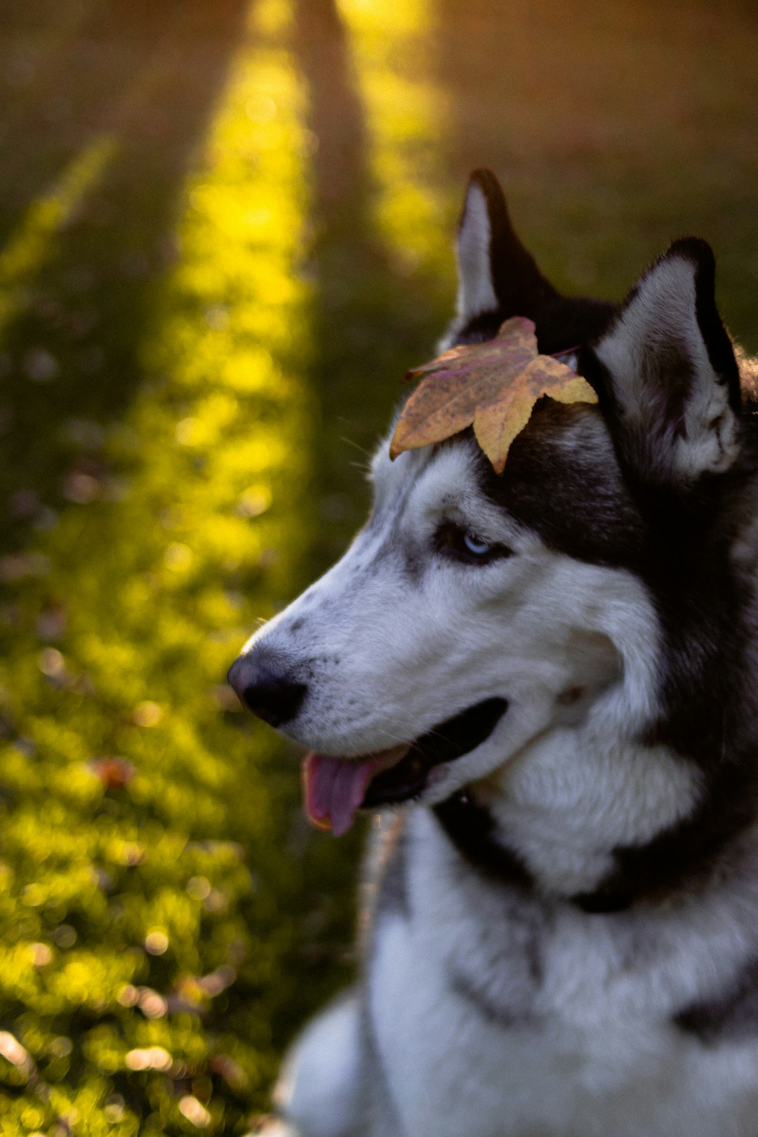 portrait photo of white and black Siberian Husky