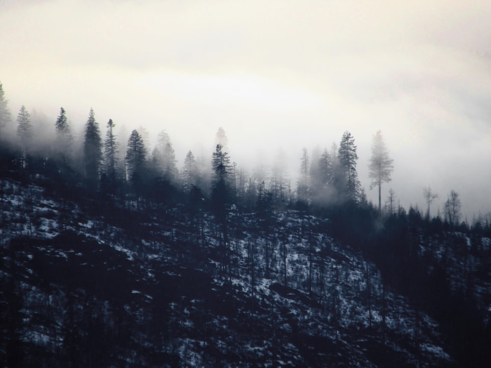 a mountain covered in fog with trees on top of it