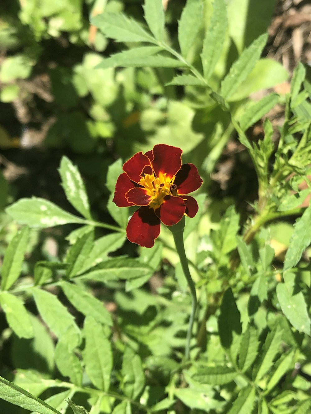 red-petaled flower