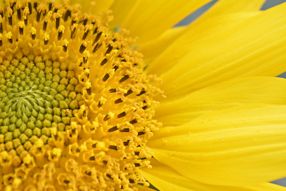 yellow petaled flower