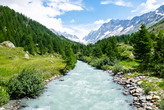 green pine tree mountain slope scenery