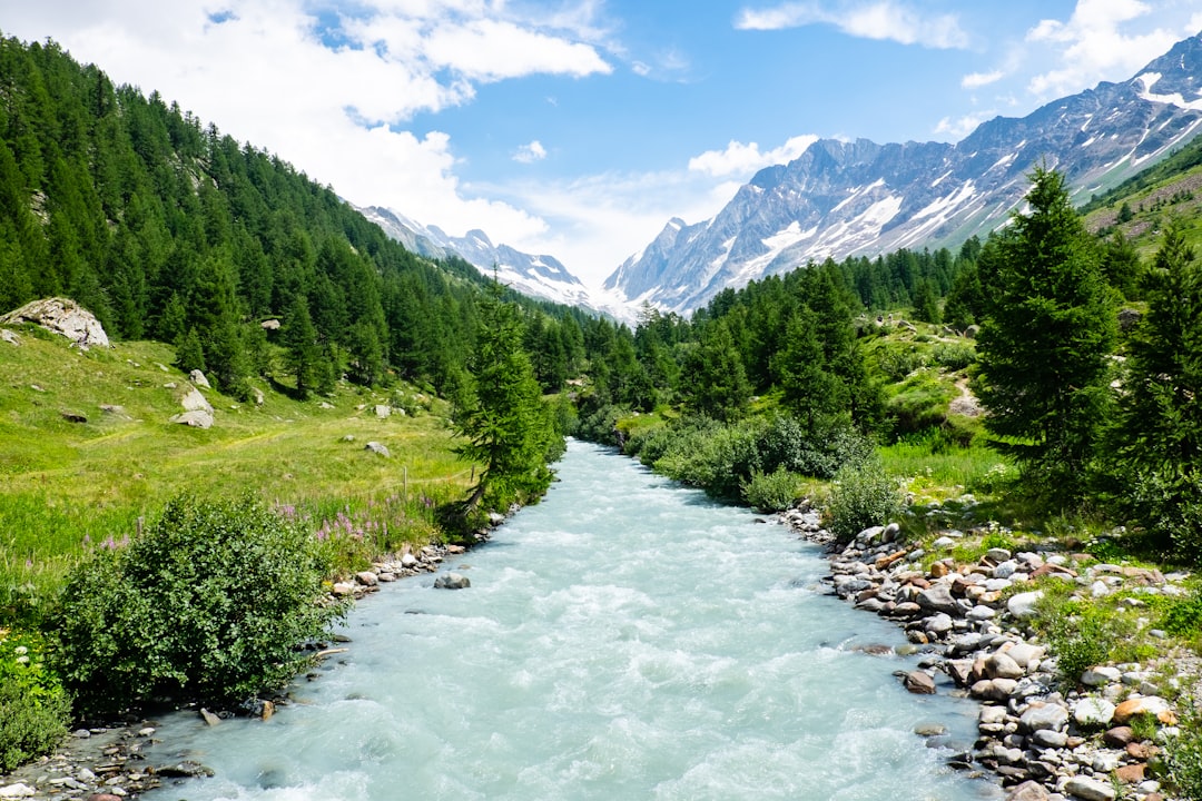 green pine tree mountain slope scenery,