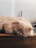 A fluffy cat with a flat face is sleeping on a wooden surface. The cat has a light, creamy fur that appears soft and voluminous, and its eyes are closed, indicating peaceful rest. The background is a blurred light color, making the cat the focal point of the image.