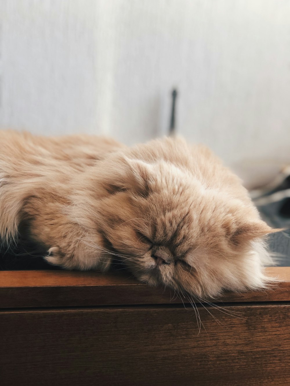 long-fur brown cat sleeping on brown surface