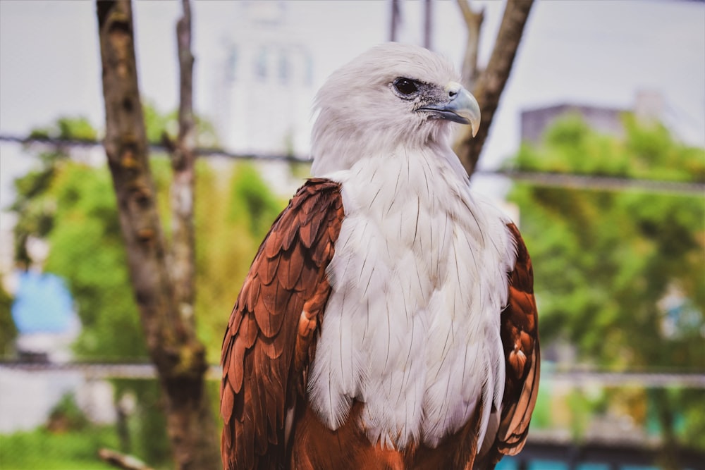 white and brown eagle
