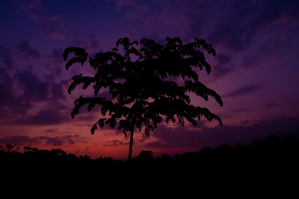 silhouette of tree