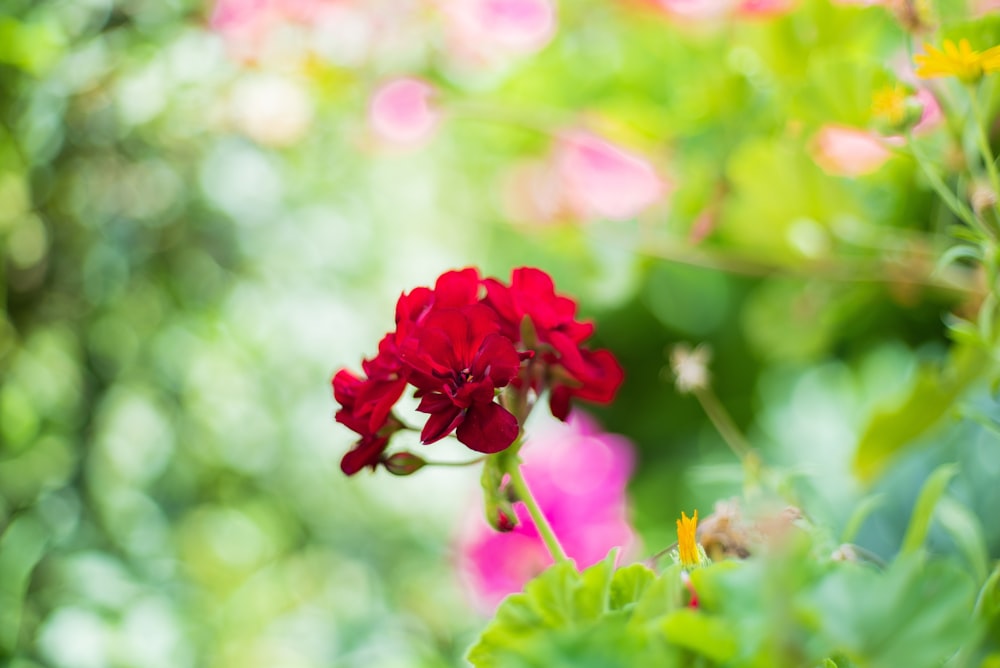 red petaled flower