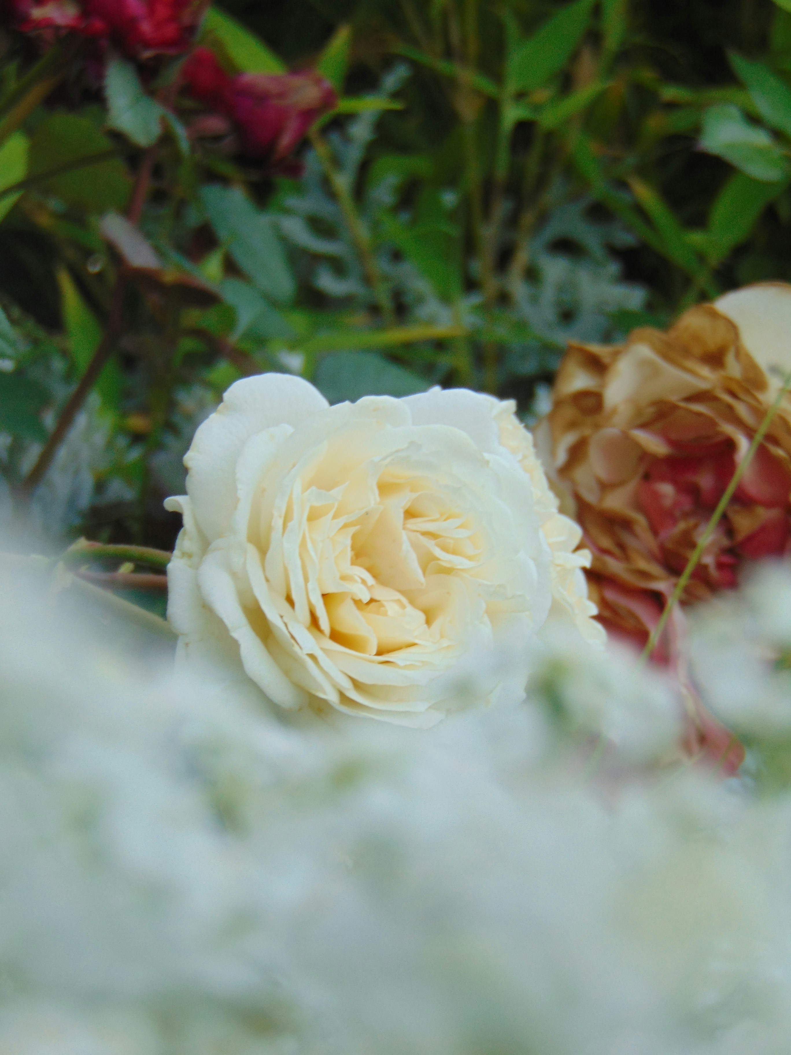 Photo by luisainirom