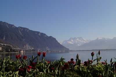 Pristine landscapes of Kashmir showcasing blooming tulip gardens and mountain views.