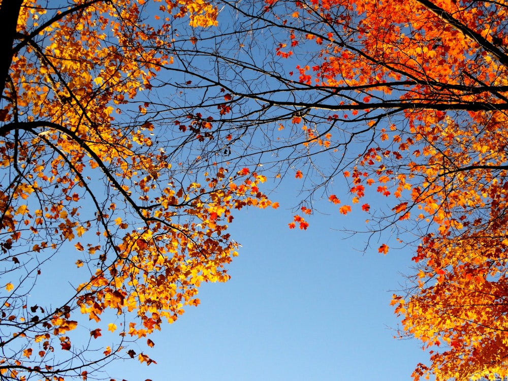 orange-leafed trees