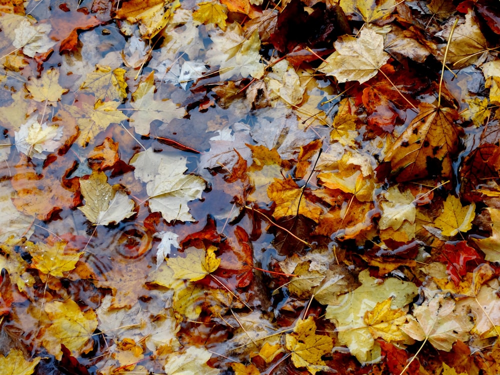 wet dried leaves photo