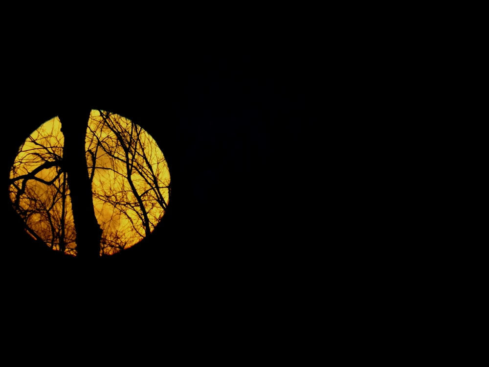 silhouette of trees across moon