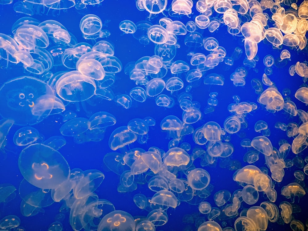 group of jellyfish underwater