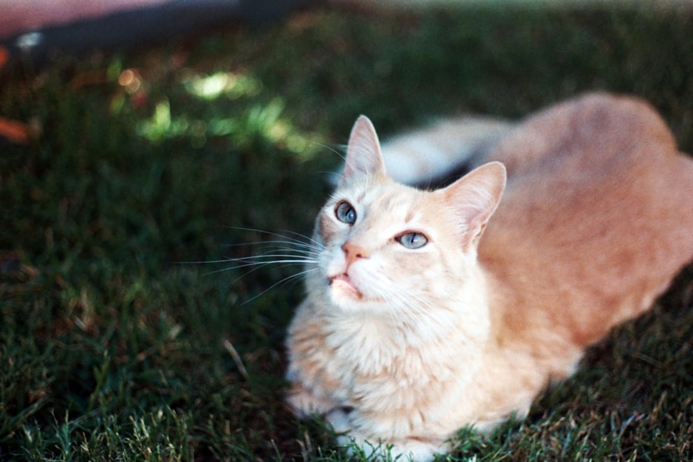 photo of Tabby cat