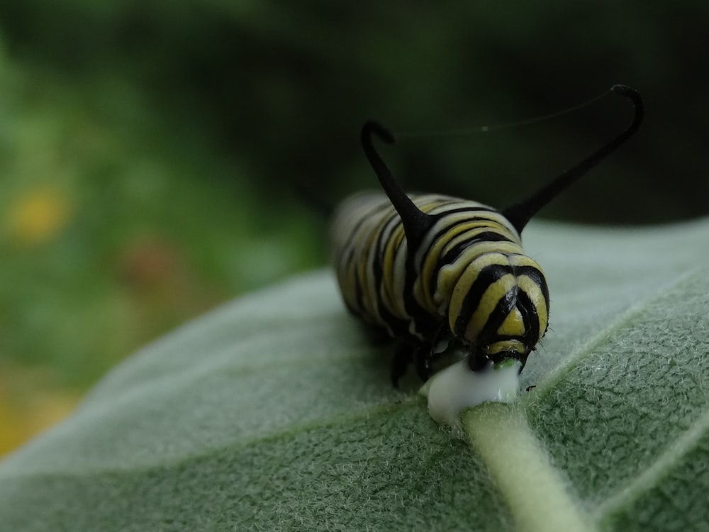 Oruga amarilla y negra