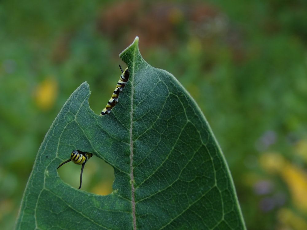 green caterpillar on green leaf in macro photography