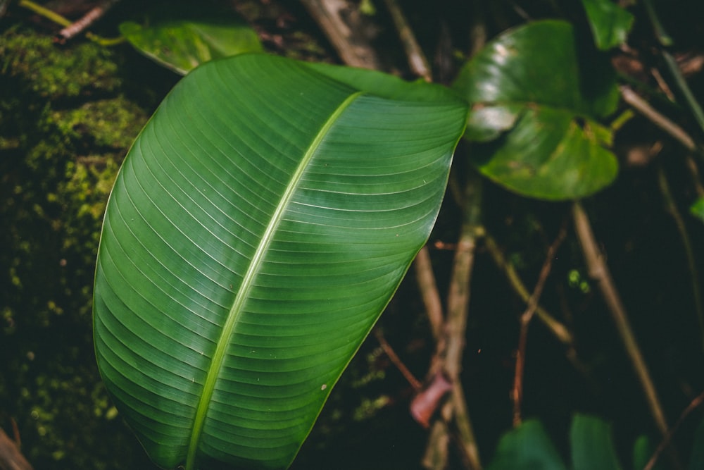 photo of banana leaves