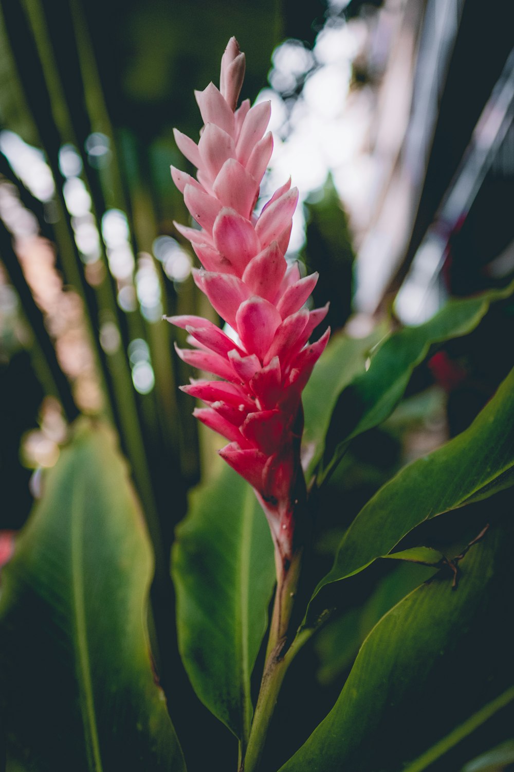 pink and green plant