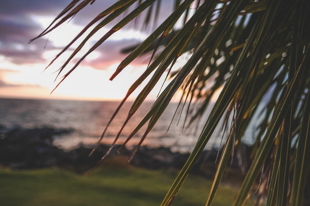 green palm tree across body of water