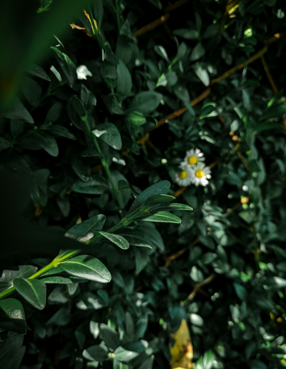 white petaled flower