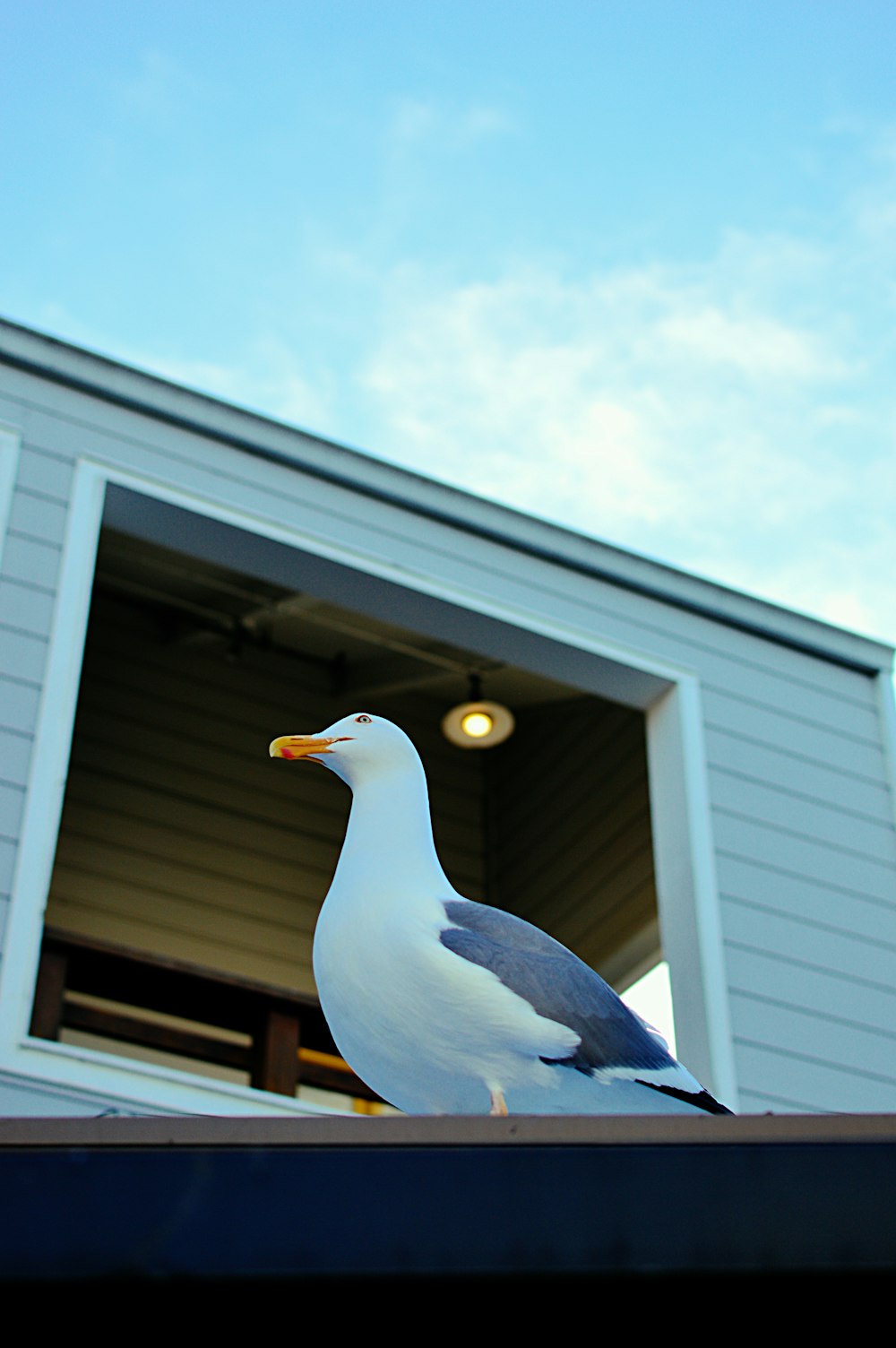 white and blue seagull