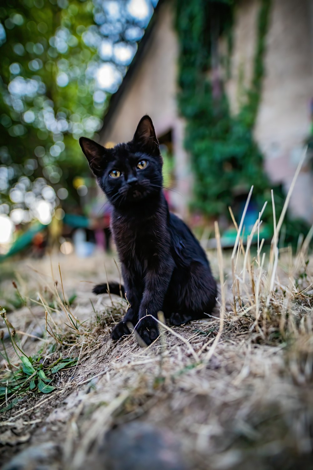 black kitten sitting on grass