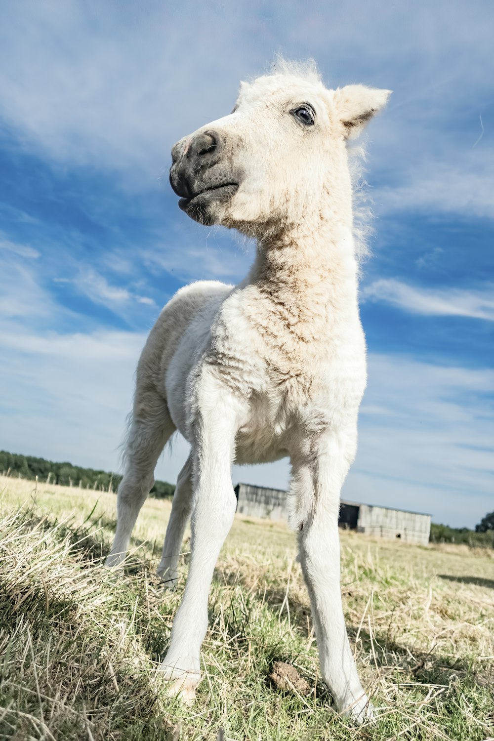 white coated horse