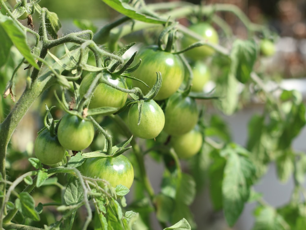 green tomatoes