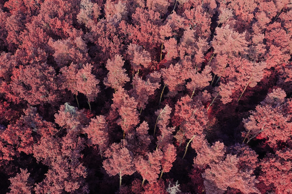 aerial view of trees during daytime