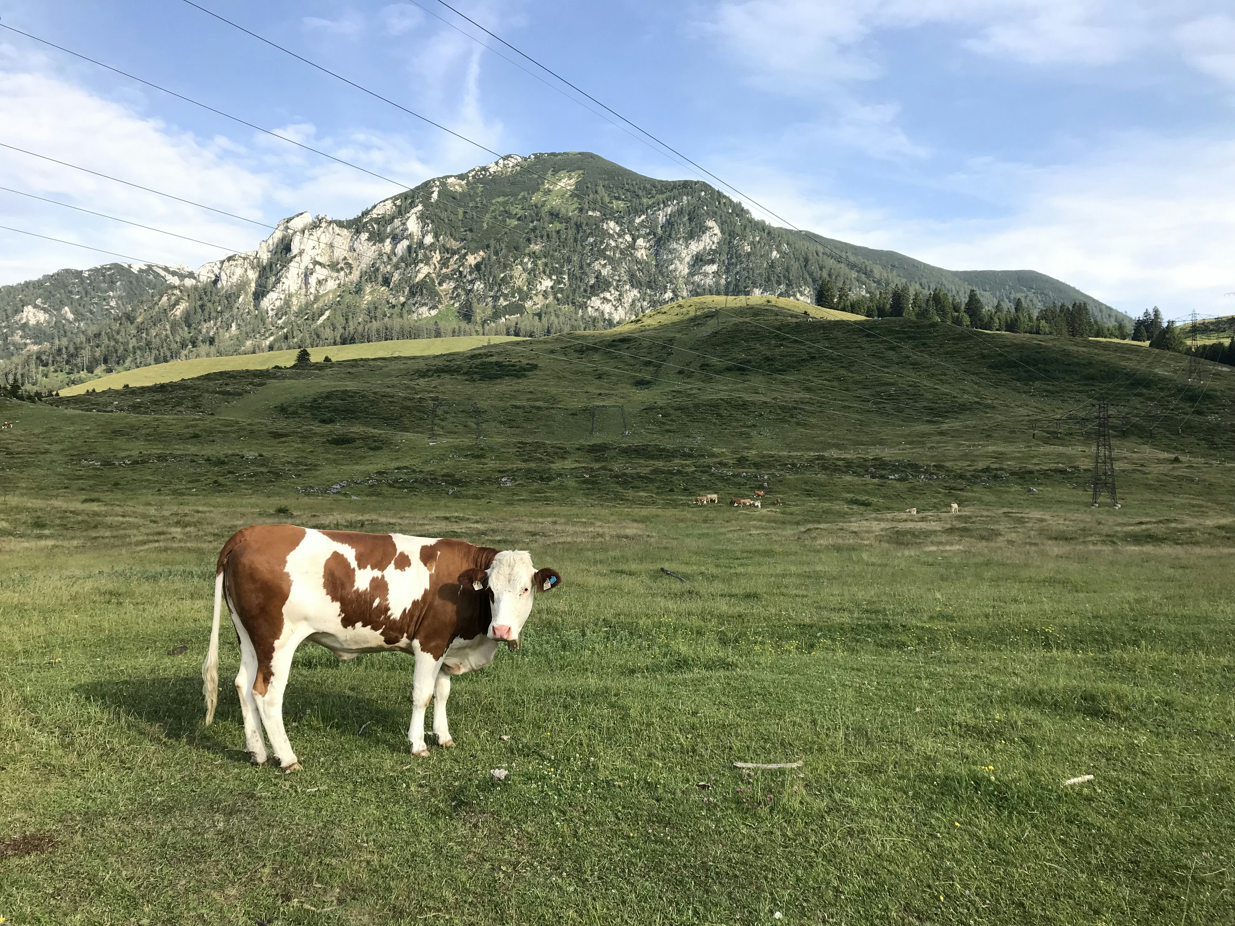 brown and white cattle on green grass field cow teams background