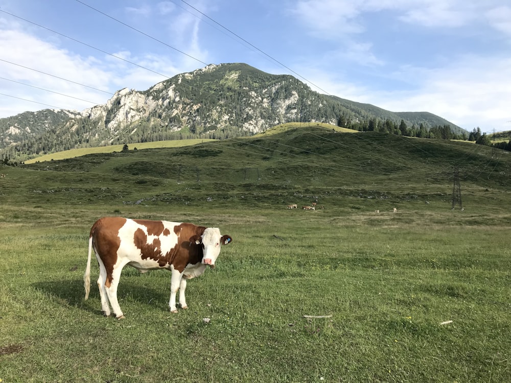 bestiame marrone e bianco sul campo di erba verde