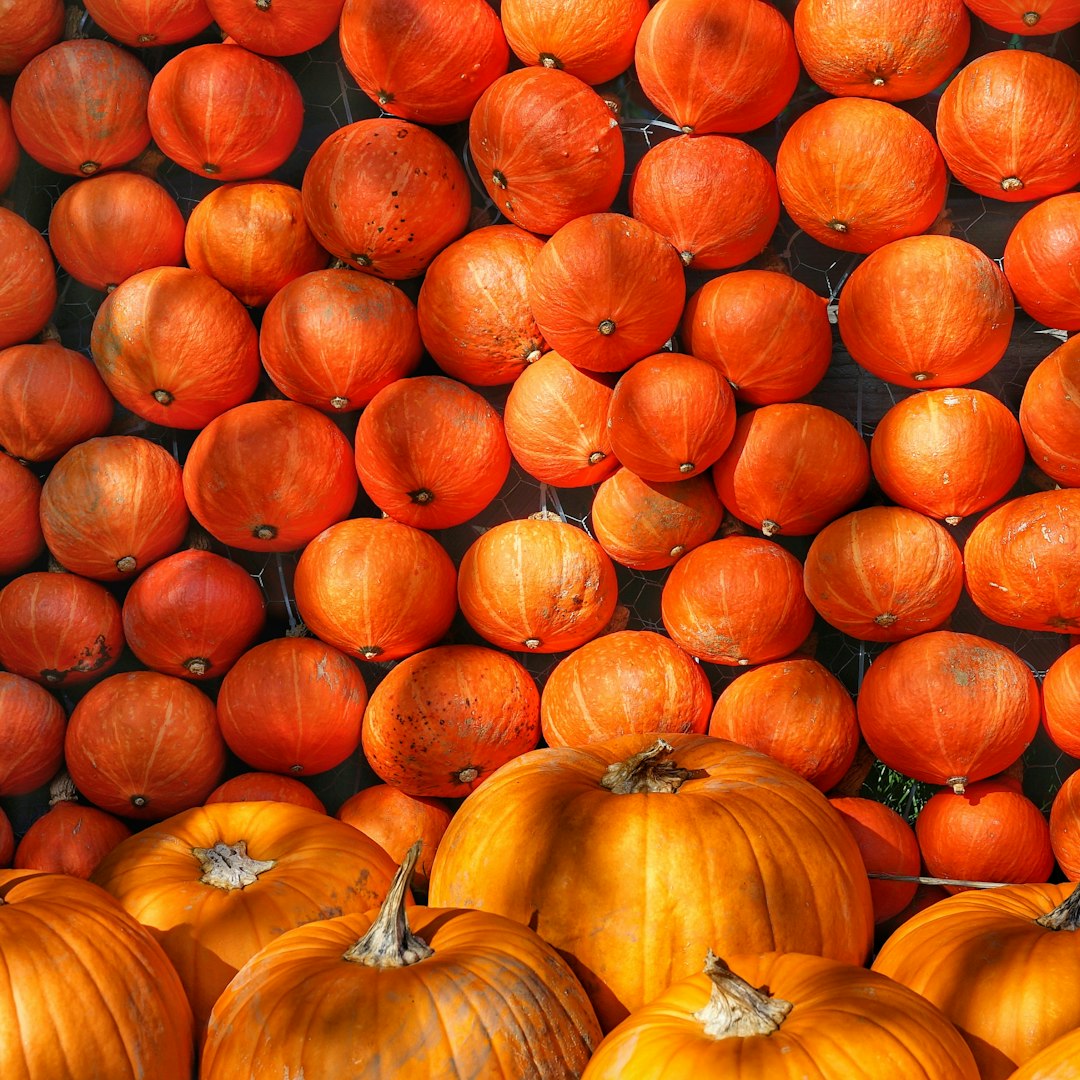 orange and yellow pumpkins