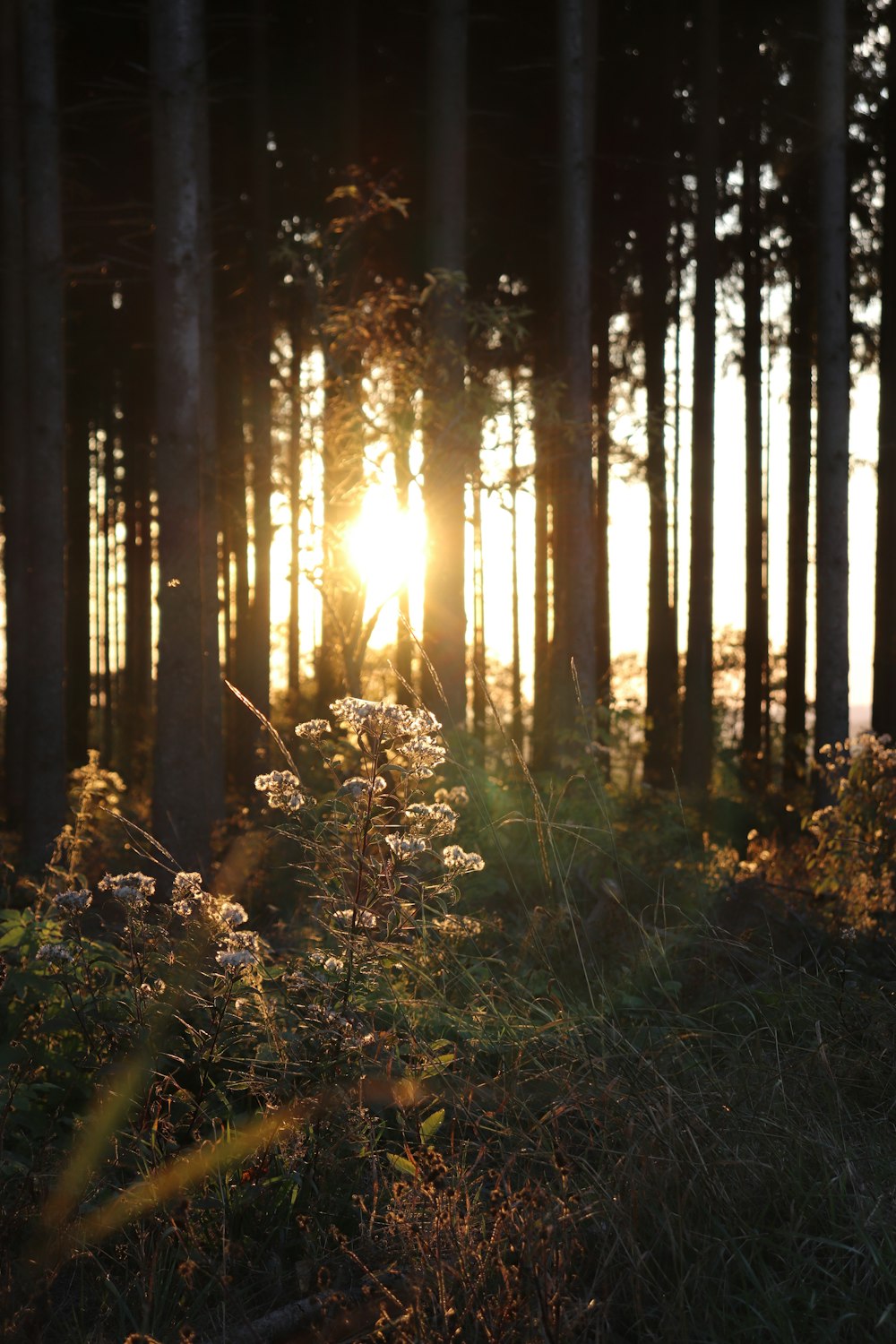 white flowers across trees during sunset