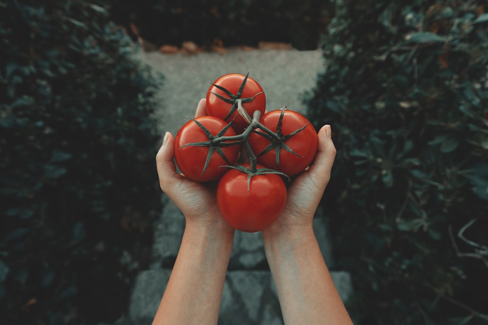 tomates vermelhos