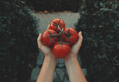 red tomatoes