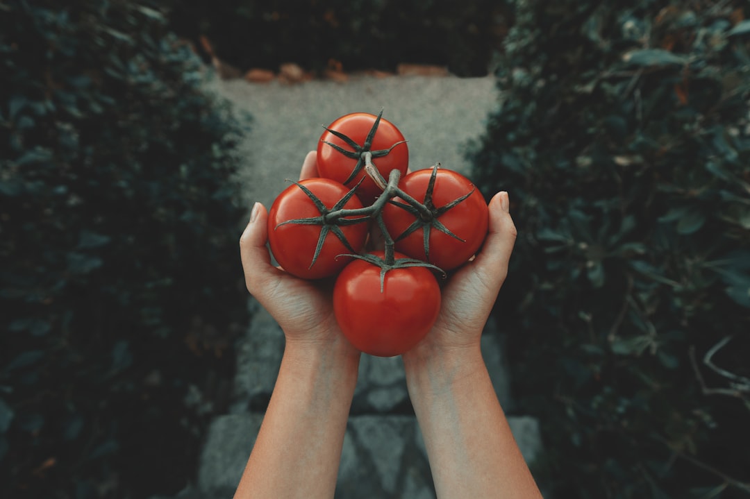 red tomatoes, ✋🏻🍅🍅🍅🍅 ✋🏻