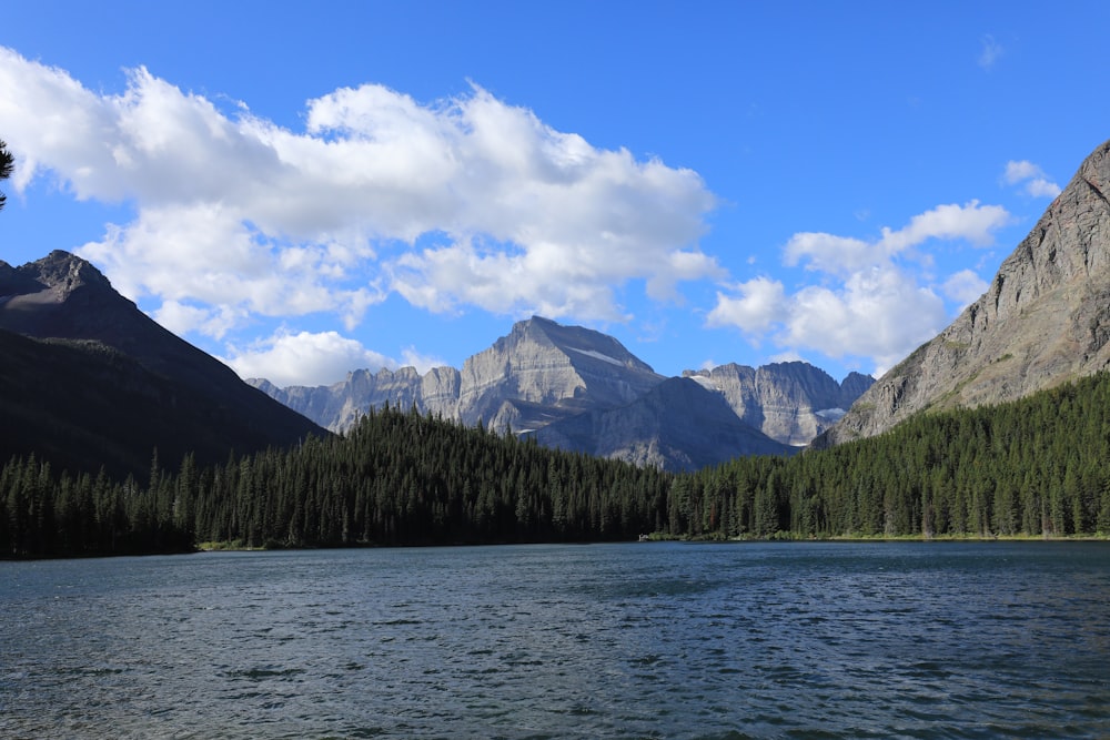 pine forest near body of water