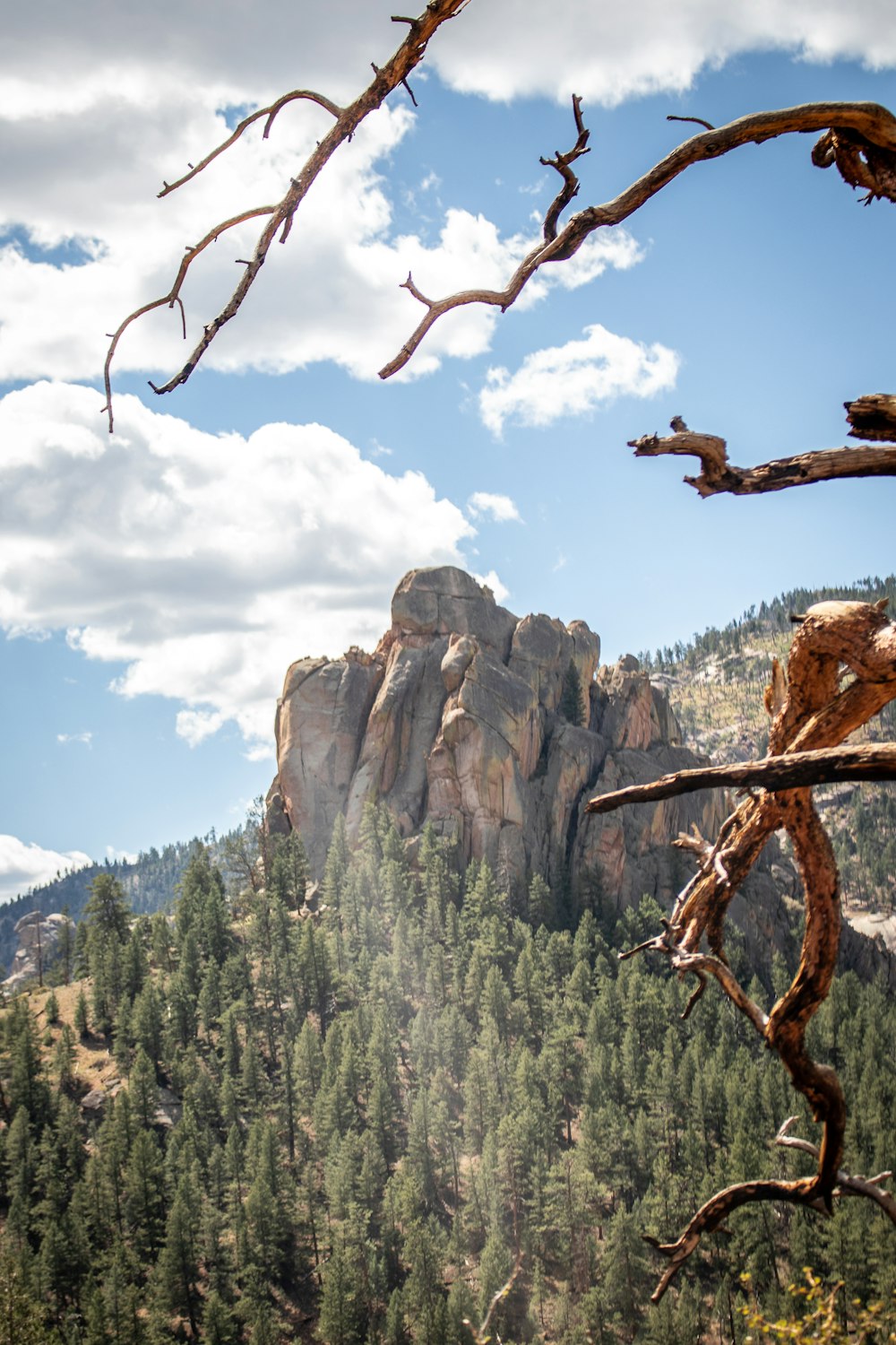 rock mountain near pine trees