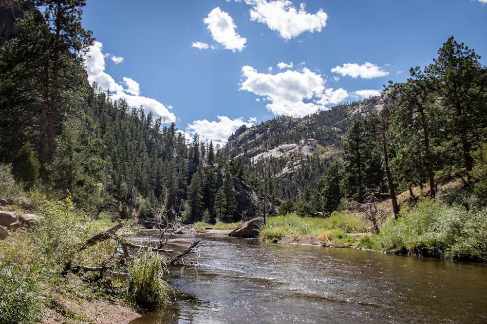 photo of lake and pine trees