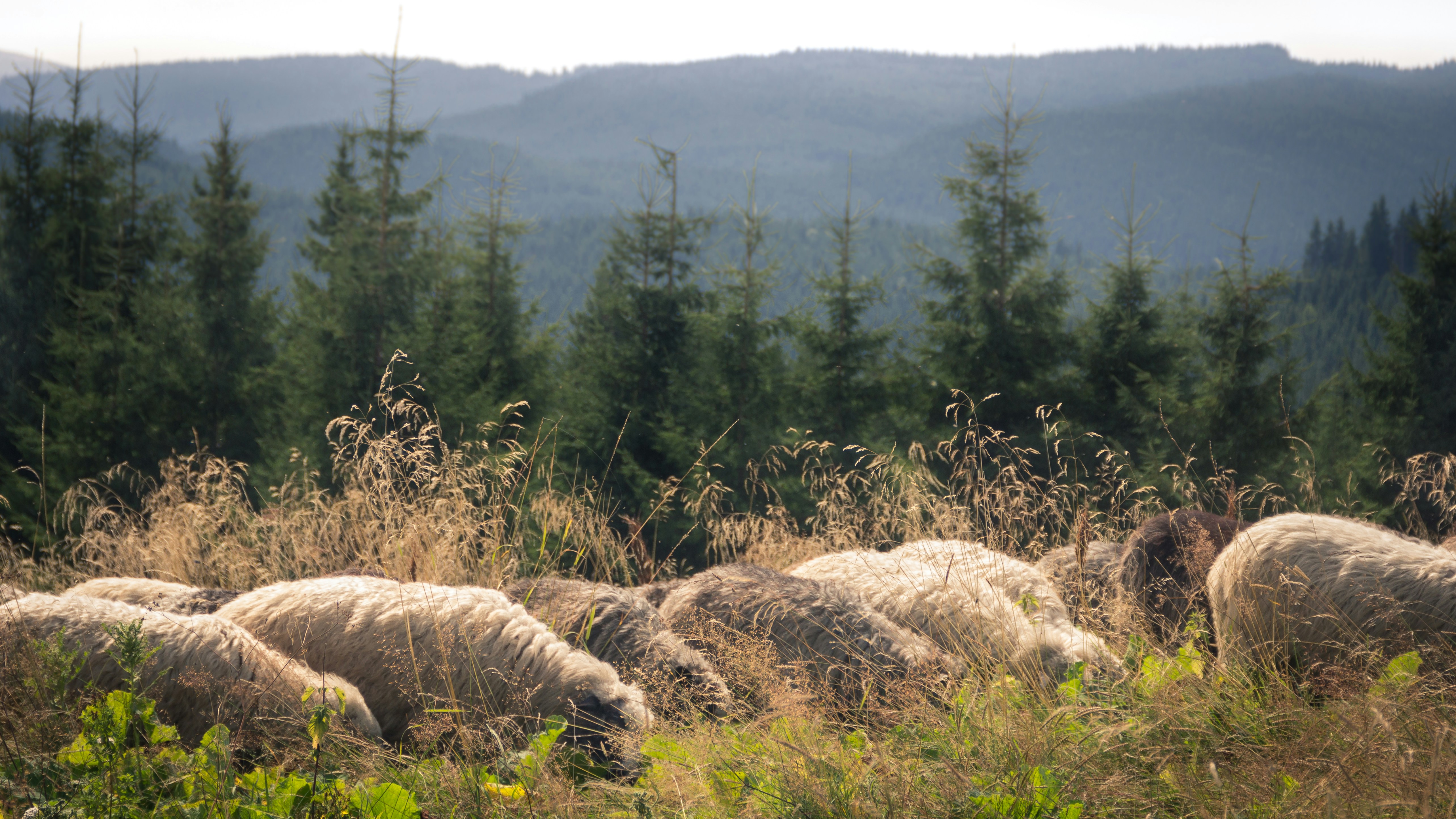 Photo by serhii_stets