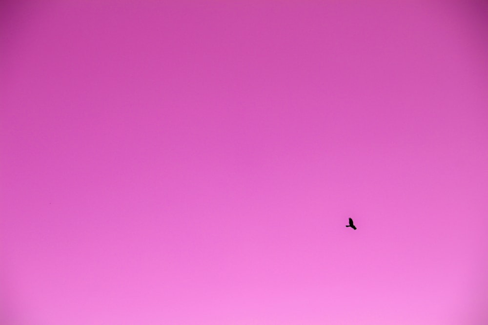 Un uccello che vola nel cielo con uno sfondo rosa