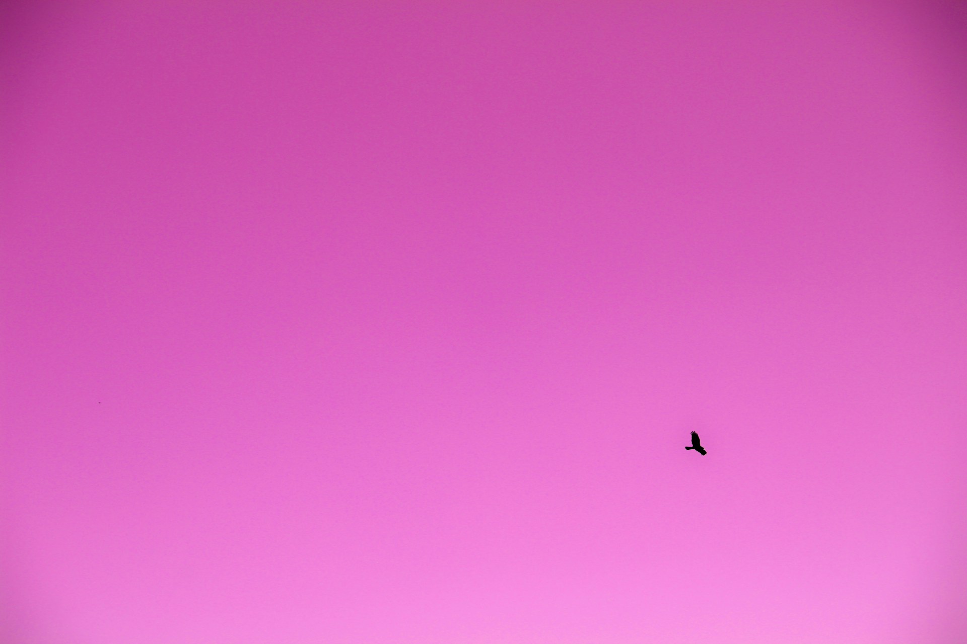 a bird flying in the sky with a pink background