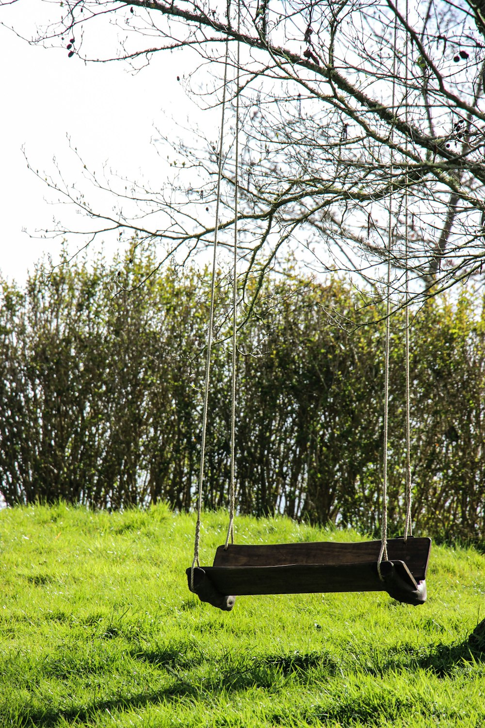 brown swing hanging on bare trees