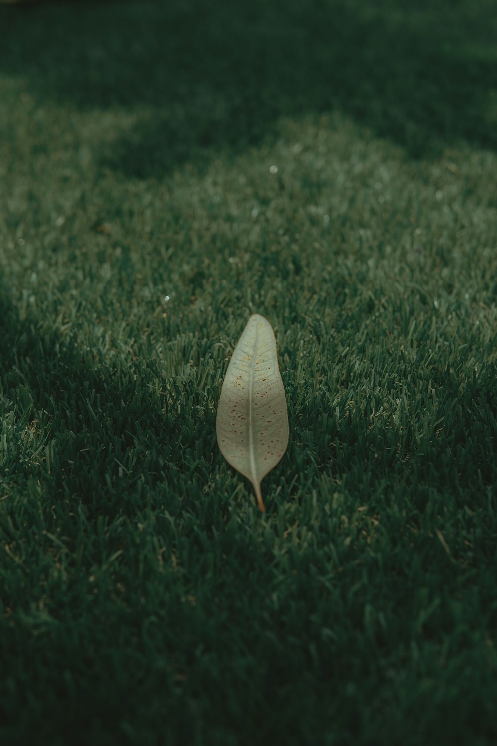 brown leaf on grass surface