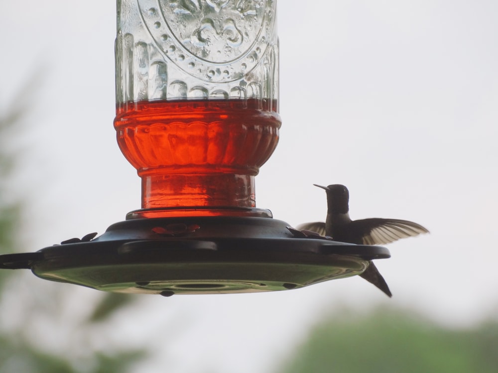 hummingbird on waterer