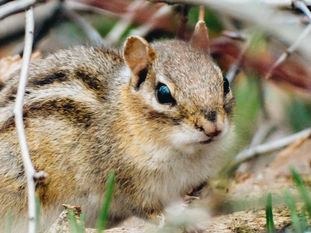 close-up photo of yellow and white squirrel