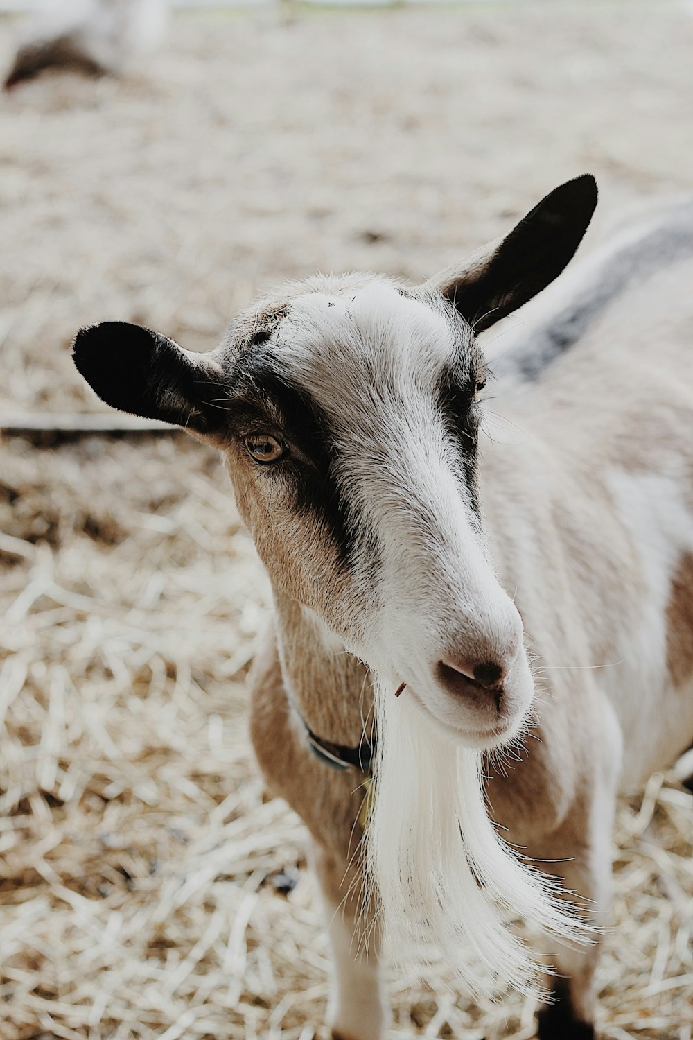 white and black goat