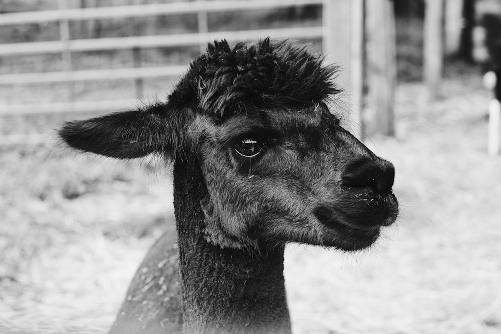 grayscale photo of goat