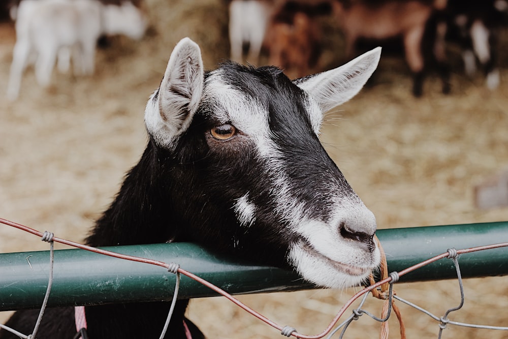 white and black goat