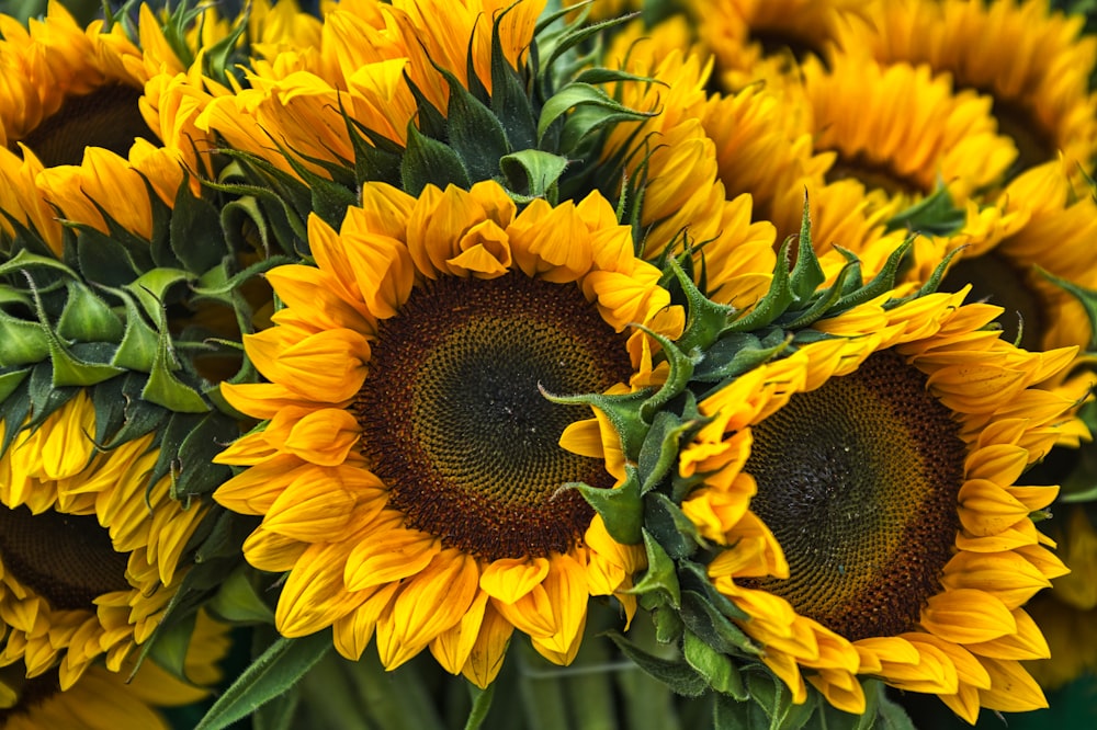 Photographie en gros plan de tournesol